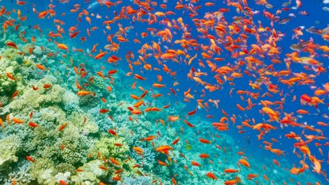 The Magic of the Red Sea: Breathtaking Beauty